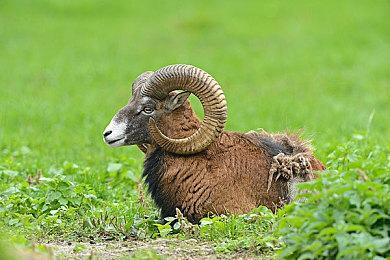 世嘉公布新迷你主机：Mega Drive Mini 2